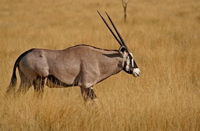 015 Kalahari woestijn, oryx.JPG